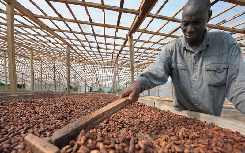Côte d’Ivoire : le prix du cacao maintenu à 1 200 francs CFA le kilo
