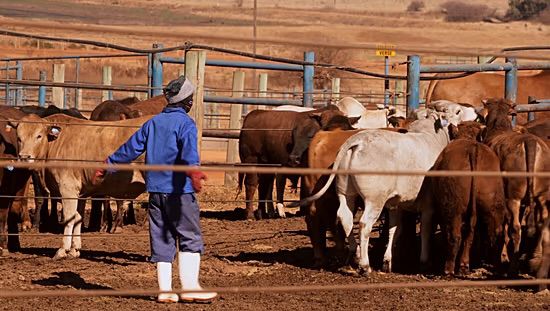 Afrique du Sud : vaste campagne de vaccination de bétail contre la fièvre aphteuse